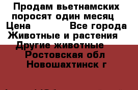 Продам вьетнамских поросят,один месяц › Цена ­ 3 000 - Все города Животные и растения » Другие животные   . Ростовская обл.,Новошахтинск г.